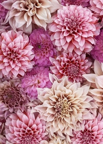 Close up of dahlia flowers in multiple shades of pink from light to fuxia