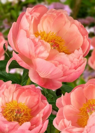 Close up of beautiful orangy-pink peonies in full bloom 