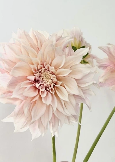 Close up of group of delicate pink dahlias