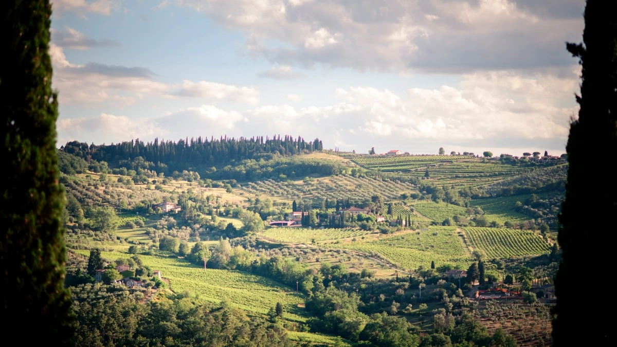 Panoramic picture of the Tuscan countryside with hills, trees and vineyards