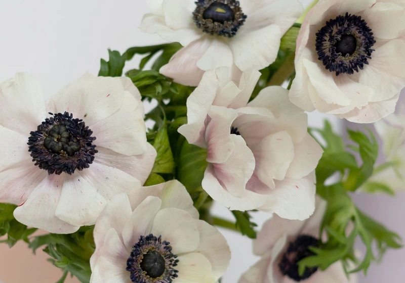 Close up of white anemone flowers, perfect for winter weddings