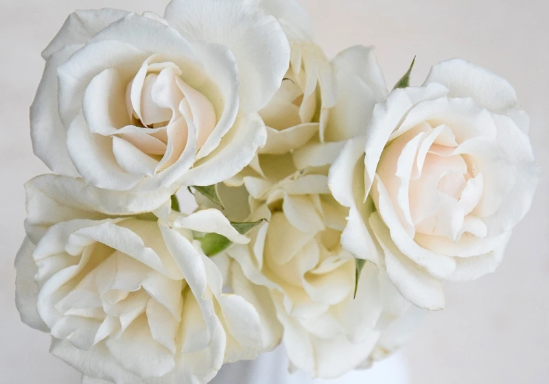 Close up of white maiolica roses in full bloom 