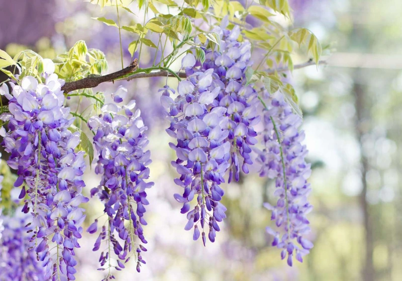 Lilac wisteria branch