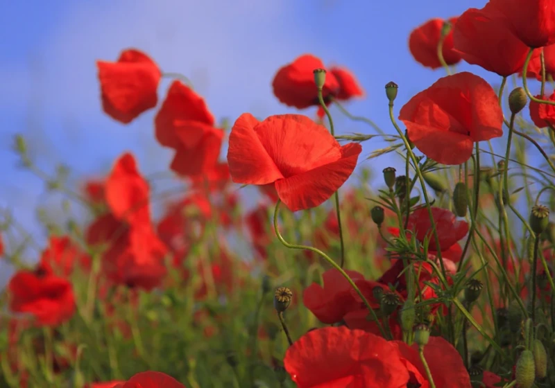 Tuscan poppies field