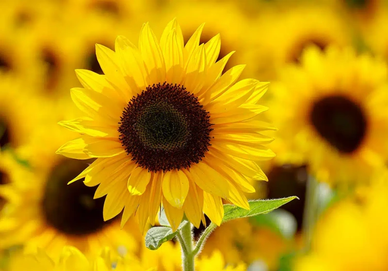 Sunflower closeup