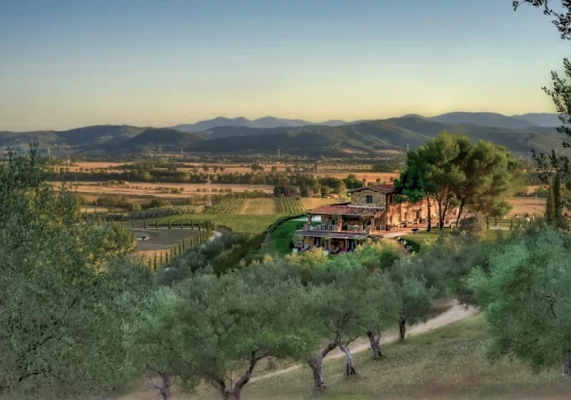 Maremma countryside view, olivegroove and vineyards.