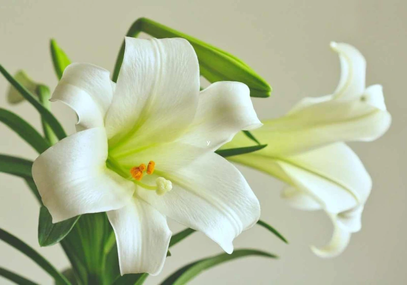 White lily flower closeup