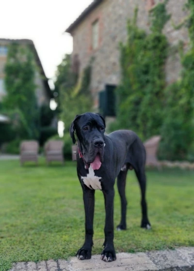 Photo of Dante, the dog of the Borgo