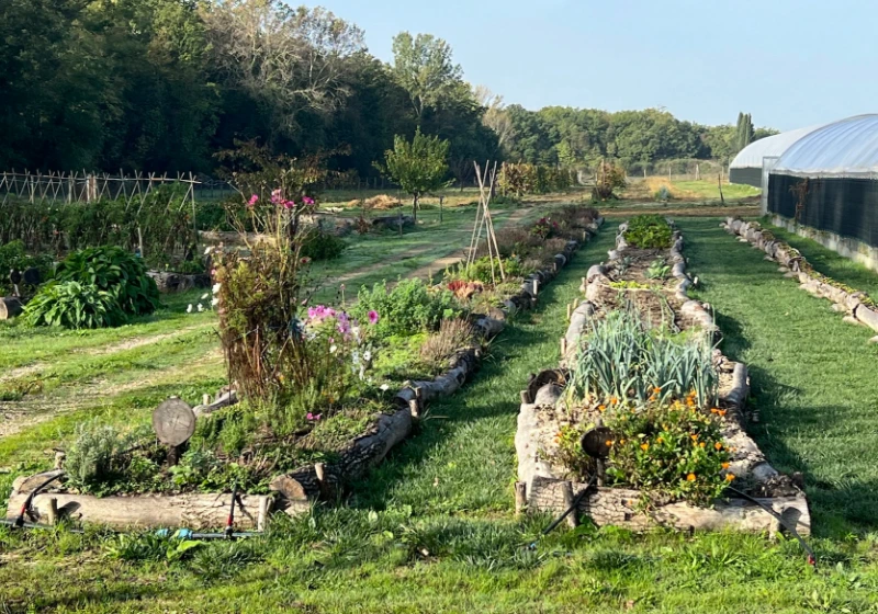 Wedding venue with a lot of green and aromatic herbs 